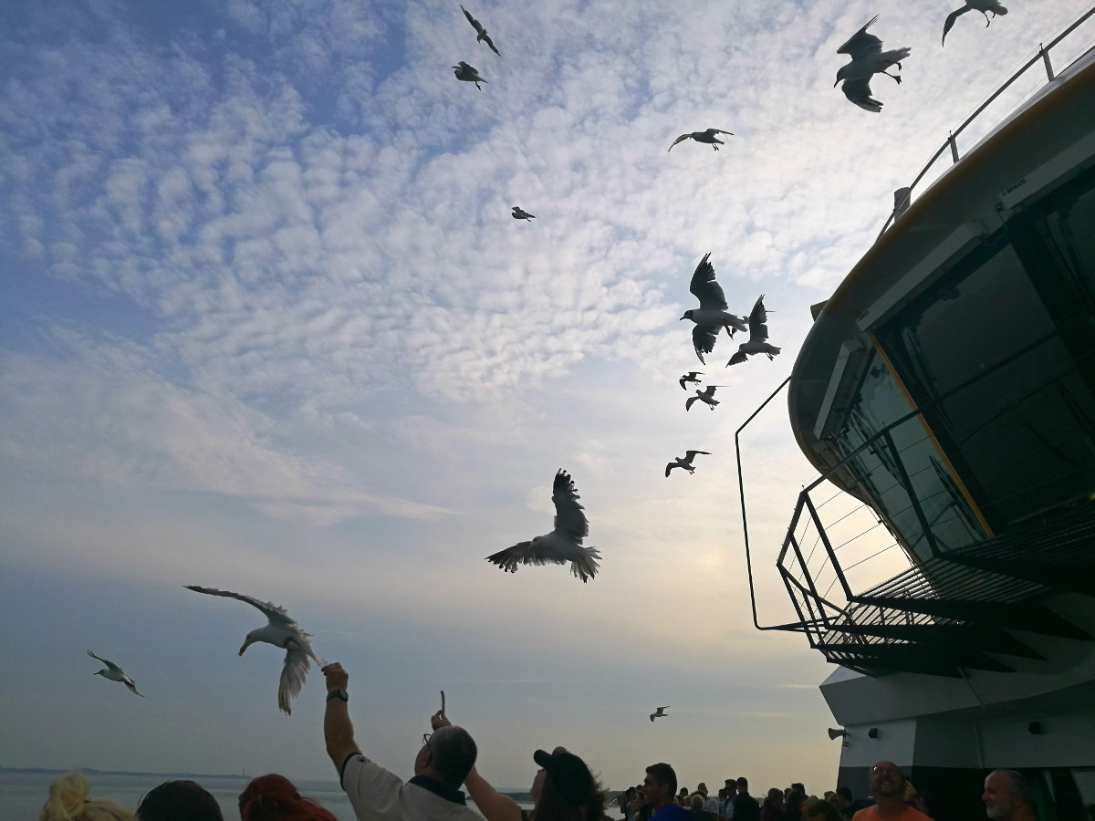 Dutch fishing fleet from the island of Texel starts collecting