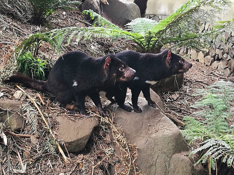 Tasmanian Devil Habitat, Elm Hill City Zoo