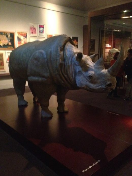 rhinoceros costumes