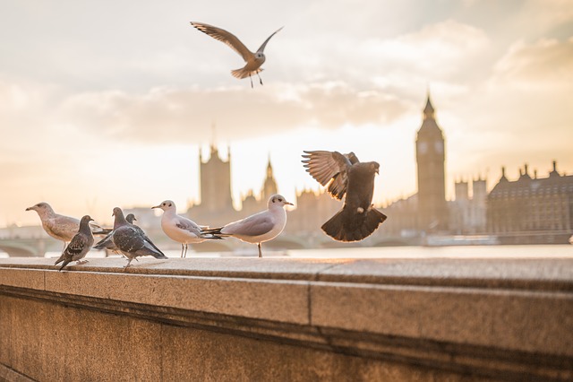 The Best Animal Experiences in London