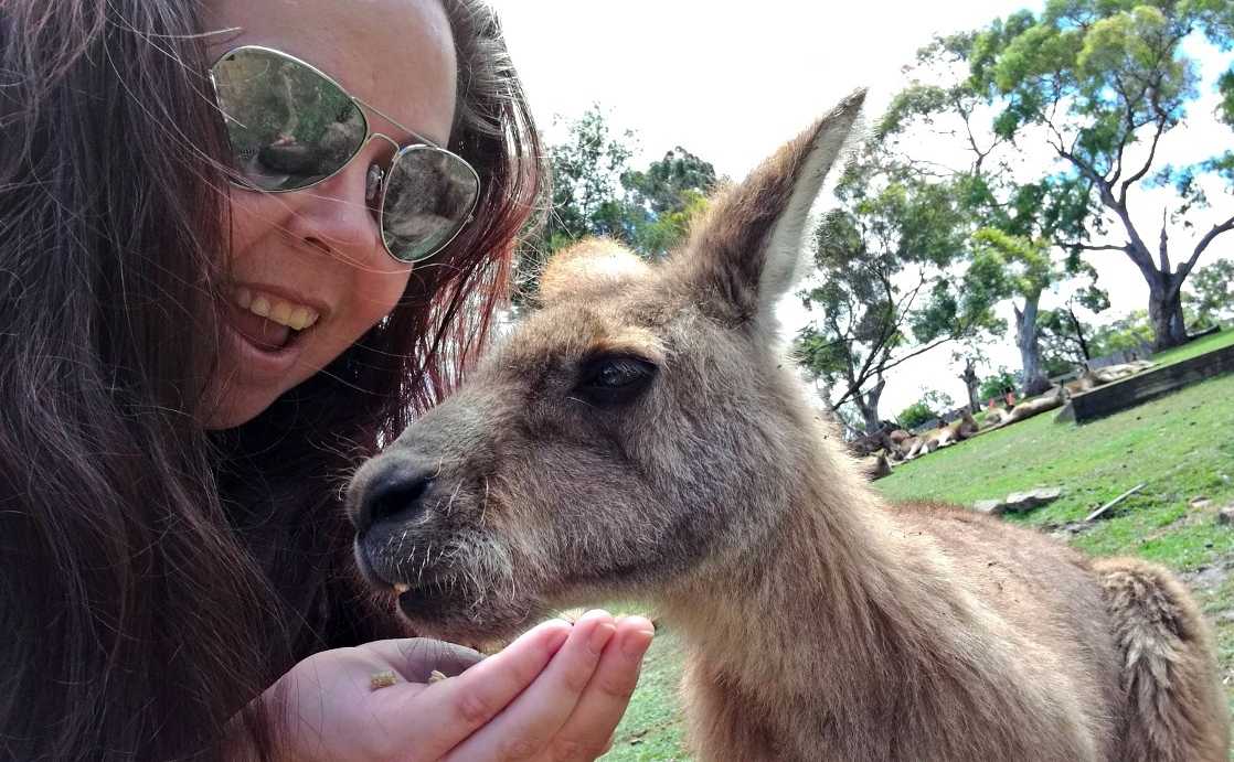 A Visit to Bonorong Wildlife Sanctuary