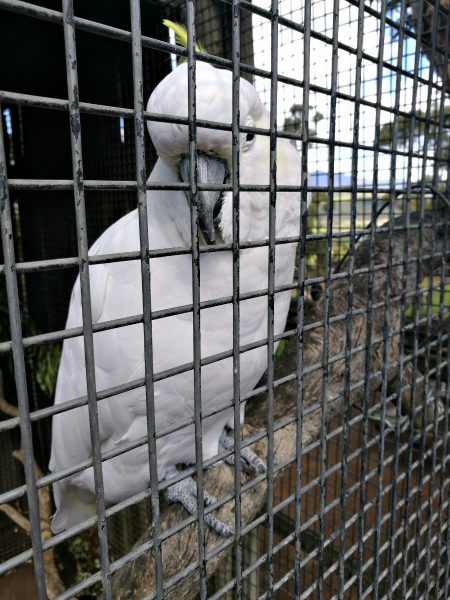 Cockatoo at Bonorong