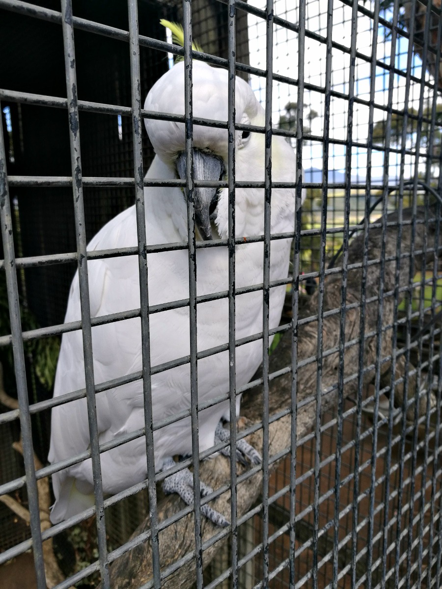 fred the cockatoo