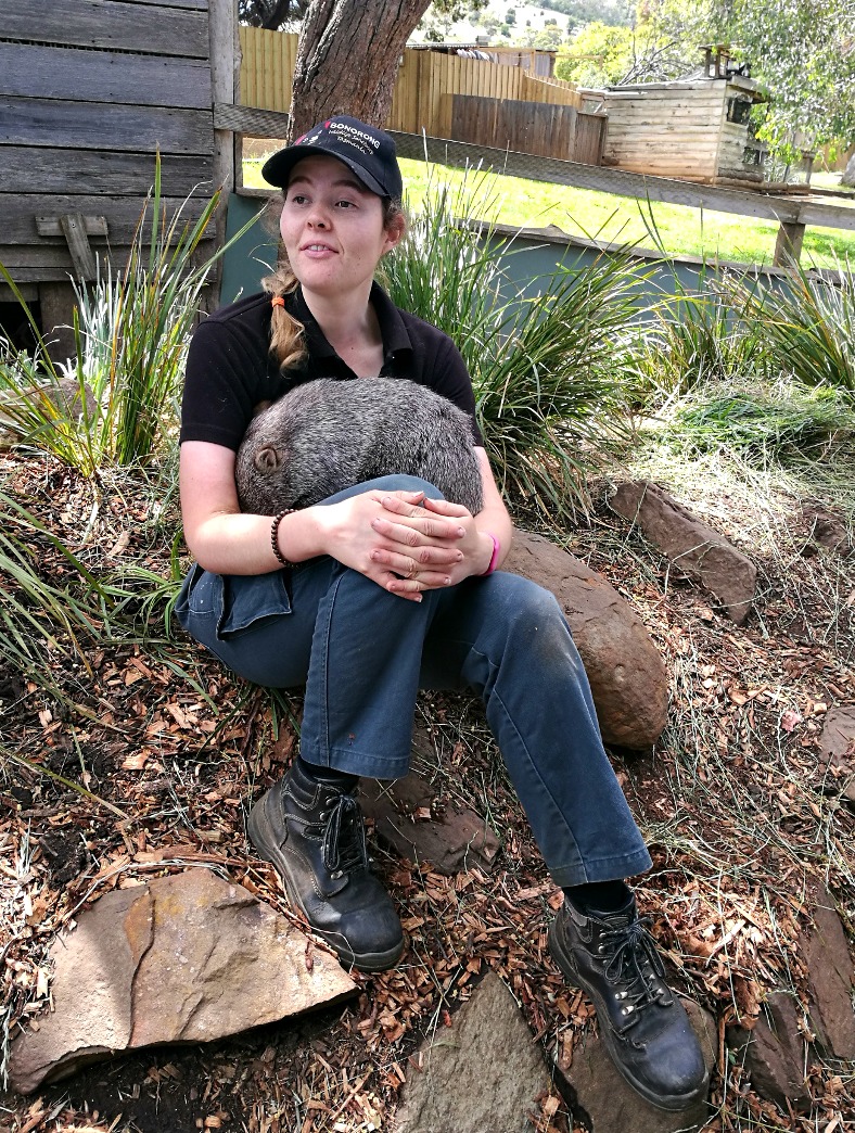 sleepy wombat at Bonorong