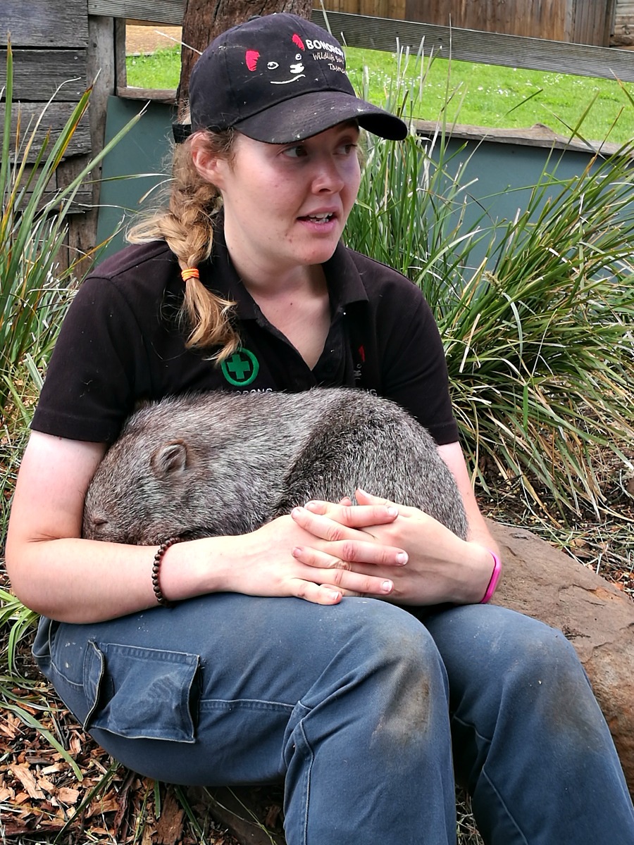 wombat at Bonorong