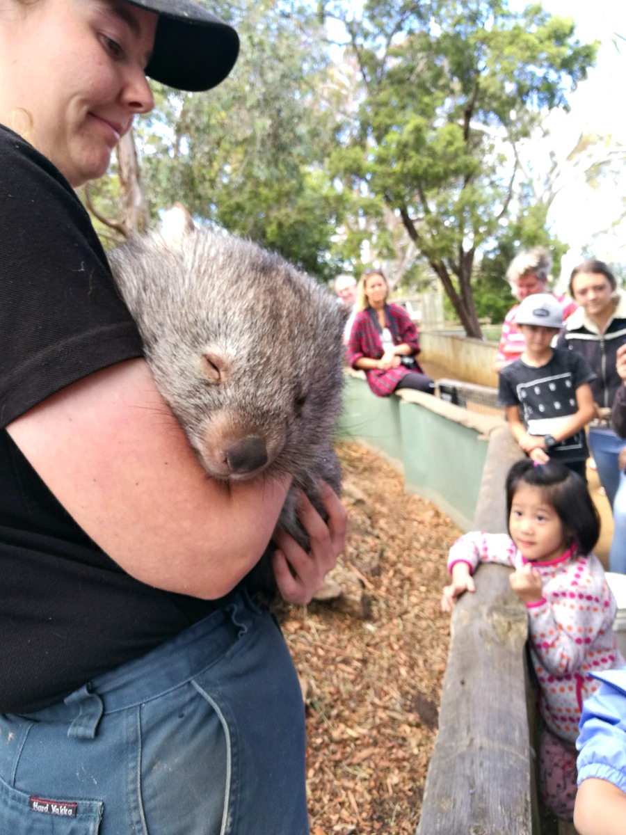 wombat at Bonorong