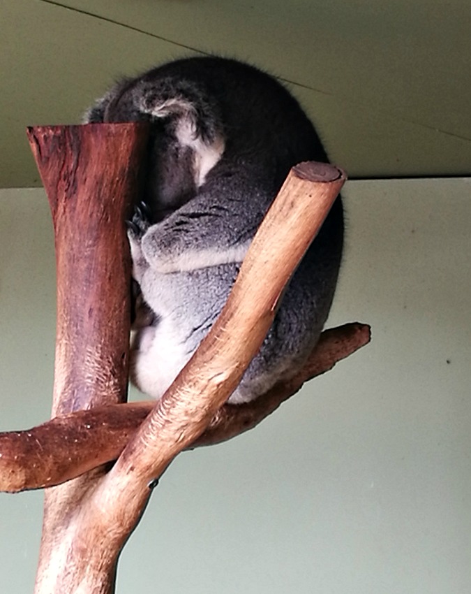 Sleepy Koala at Bonorong