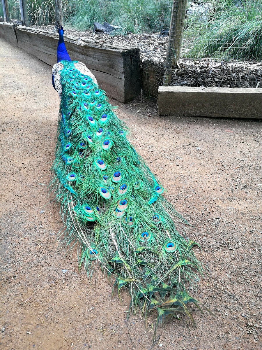 Peacock at Bonorong