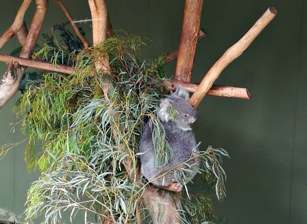 Koala at Bonorong