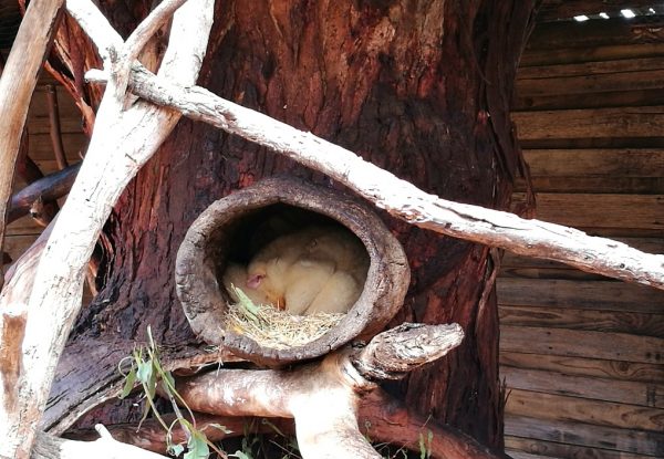 Albino Possum at Bonorong