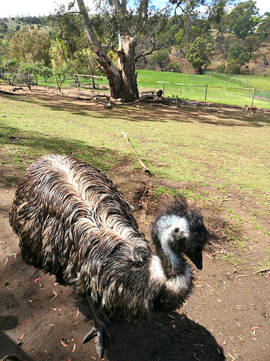 Emu at Bonorong