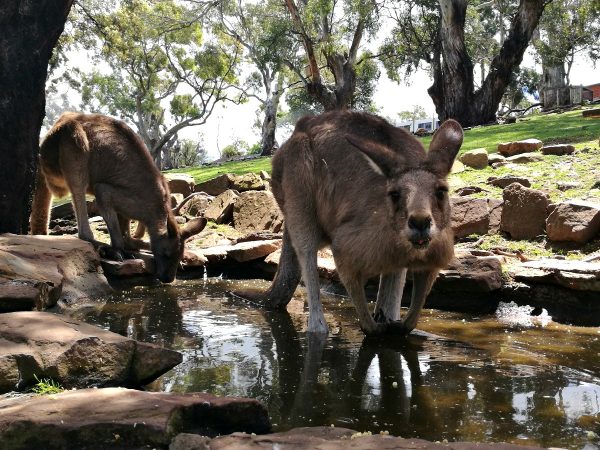 Kangaroos at Bonorong