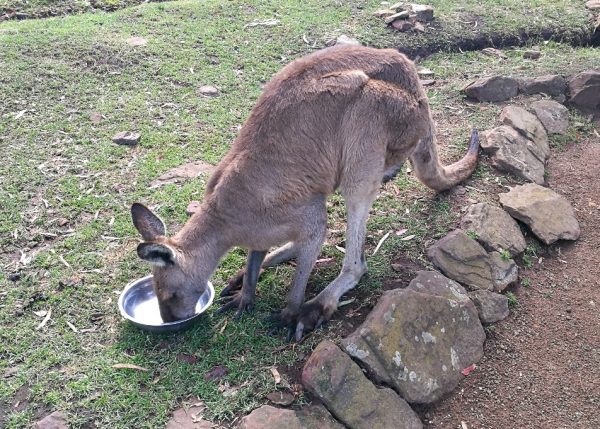 Kangaroos at Bonorong