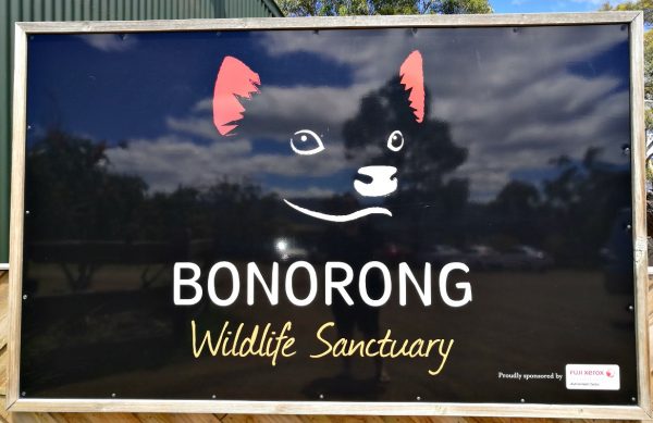 Bonorong