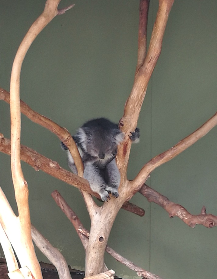 Koala at Bonorong