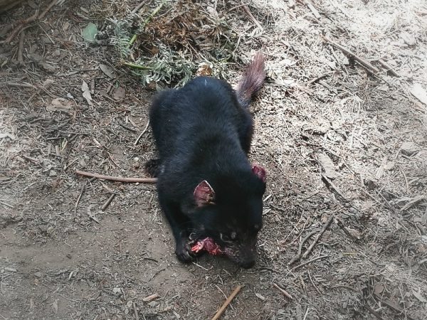 Where to see Tassie Devils