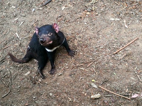 Where to see Tassie Devils