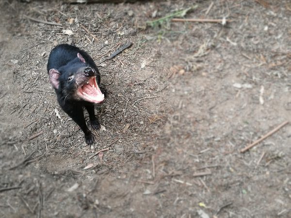 The Tasmanian Devil Unzoo