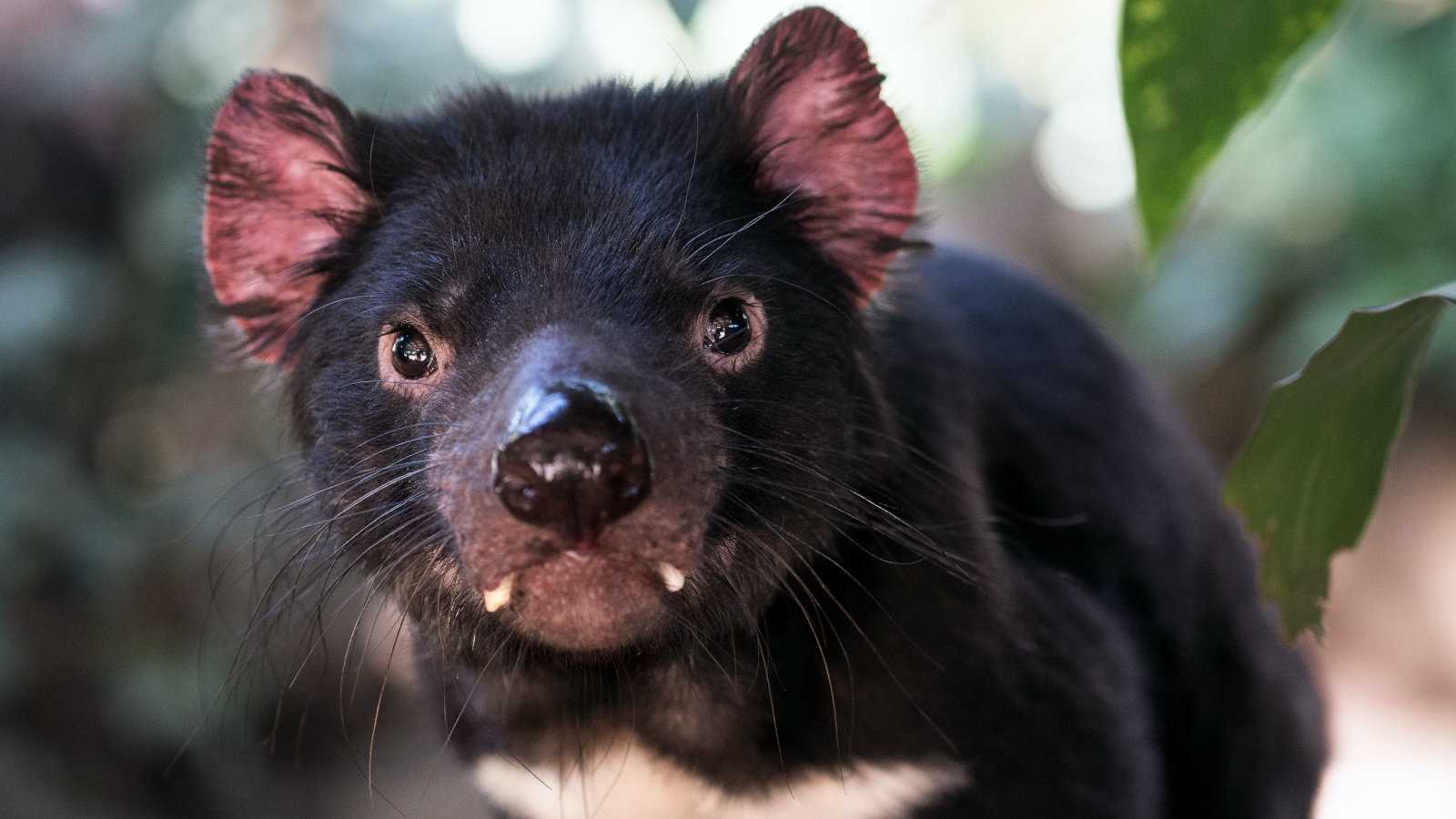 A guide to all the places in Tasmania where you are guaranteed to see some Tassie Devils!