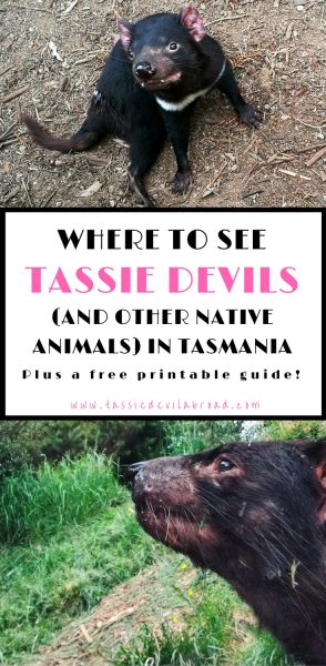 Where to see Tassie Devils