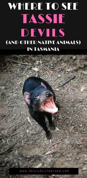 Where to see Tassie Devils