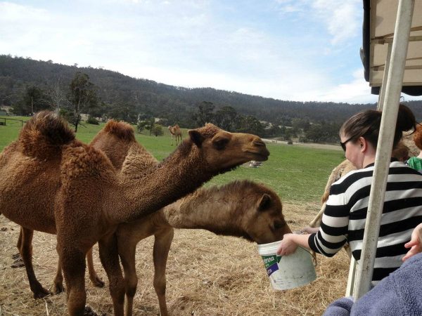 Zoodoo Zoo in Richmond, Tasmania