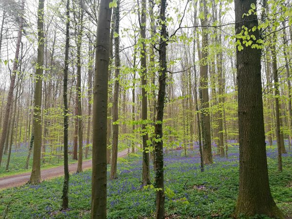 The Forest of Hallerbos in Belgium