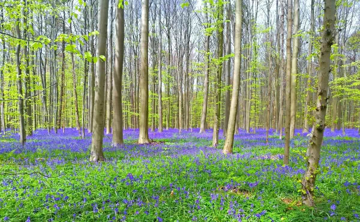 How to See the Magical Purple Forest of Hallerbos in Belgium