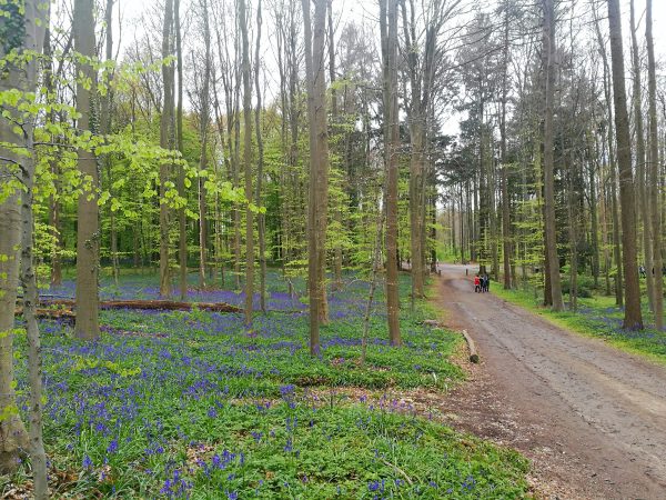 The Forest of Hallerbos in Belgium
