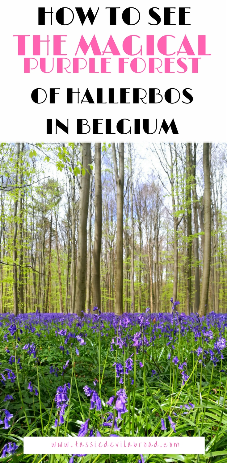 How to see The Magical Purple Forest of Hallerbos in Belgium