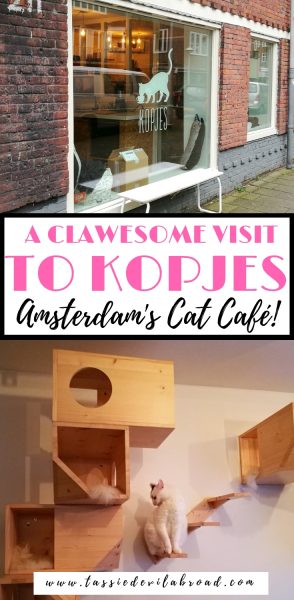 A Clawesome visit to the Cat  Cafe  in Amsterdam  Tassie 