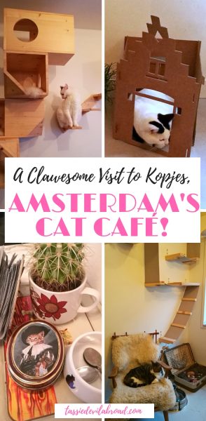 A Clawesome visit to the Cat  Cafe  in Amsterdam  Tassie 