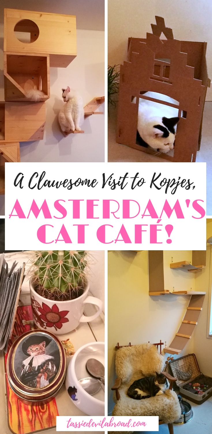 What it's like to visit Kopjes, the Amsterdam cat café! #amsterdam #travel #catcafe