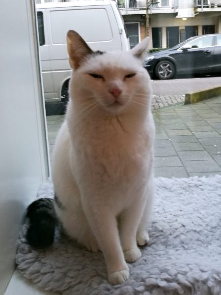 Kopjes, the Amsterdam Cat Cafe