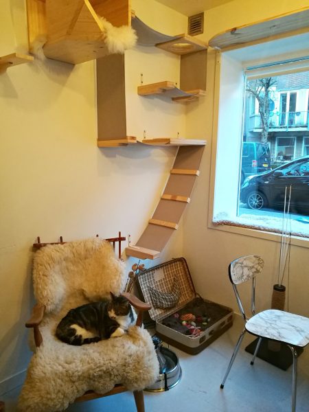 A Clawesome visit to the Cat  Cafe  in Amsterdam  Tassie 