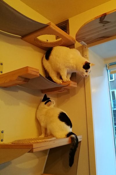 A Clawesome visit to the Cat  Cafe  in Amsterdam  Tassie 