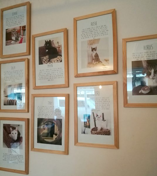 A Clawesome visit to the Cat  Cafe  in Amsterdam  Tassie 