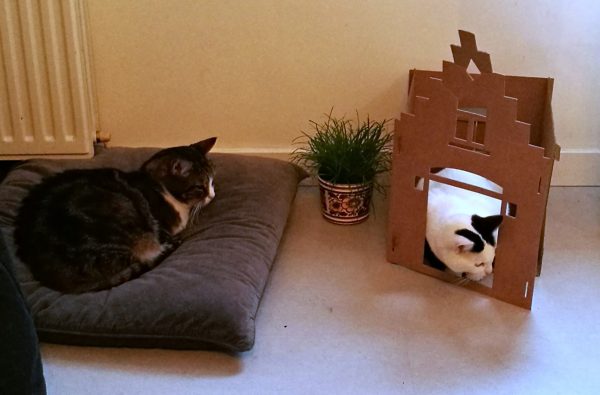 A Clawesome visit to the Cat  Cafe  in Amsterdam  Tassie 