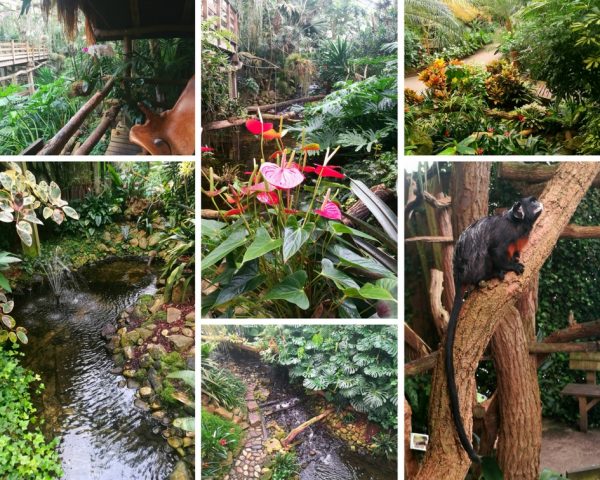 Tips for visiting and beautiful photos from De Orchideeën Hoeve, a tropical paradise in the Netherlands!