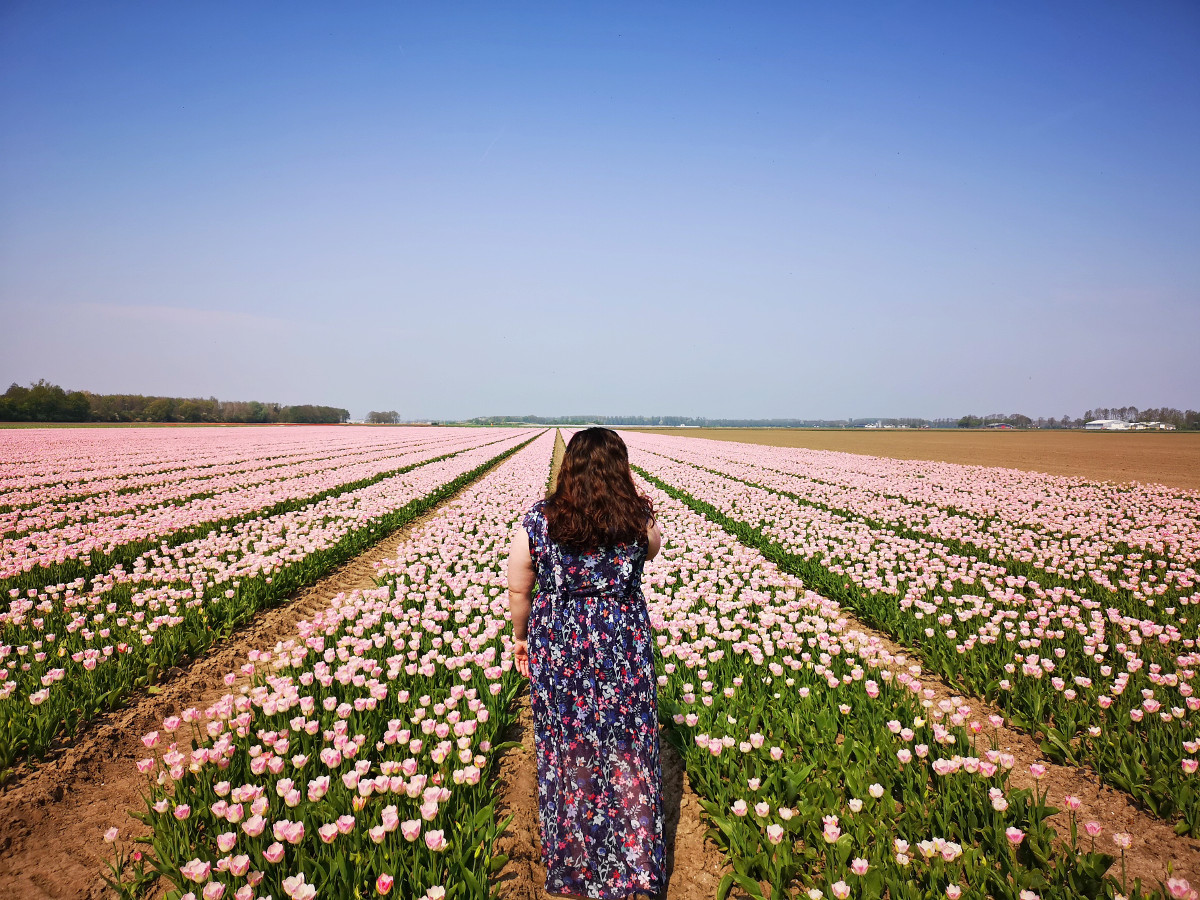 How to See Tulips in The Netherlands Off the Tourist Track in Flevoland