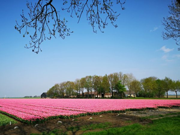 How to see tulips in the Netherlands away from all the tourist crowds!