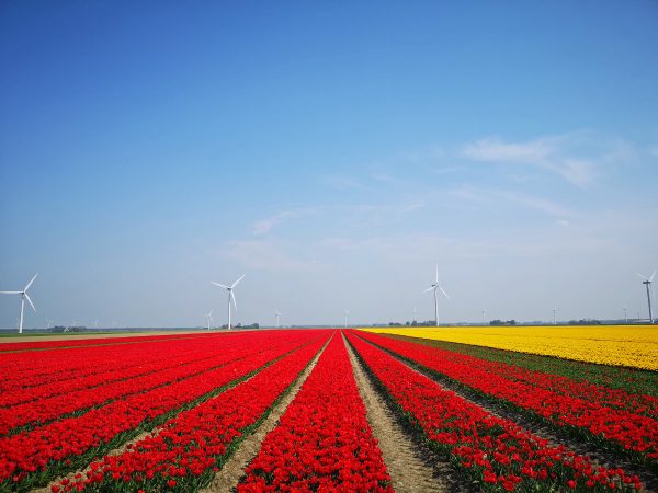 How to see tulips in the Netherlands away from all the tourist crowds!