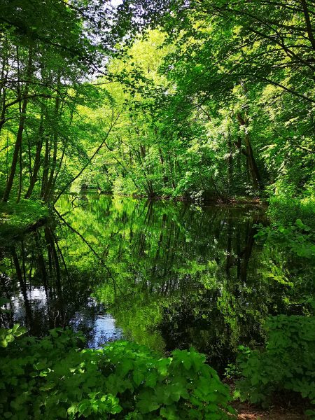 The ultimate guide to visiting Amsterdamse Bos, including all the fun things to see and do, written by a local!