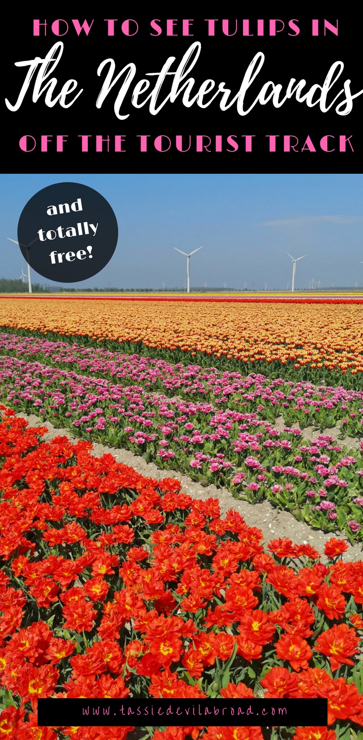 How to see tulips in the Netherlands away from all the tourist crowds!