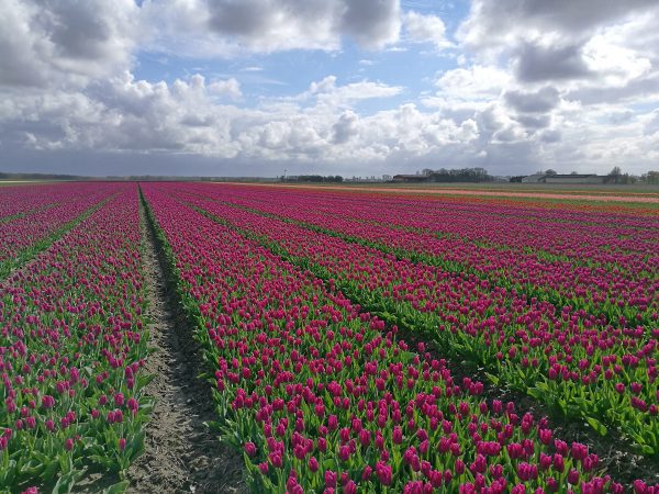 How to see tulips in the Netherlands away from all the tourist crowds!