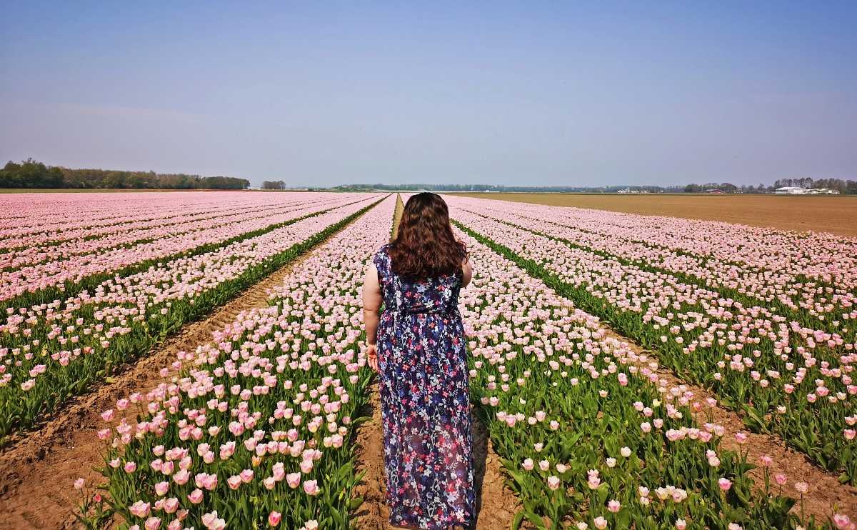How to See Tulips in The Netherlands Off the Tourist Track in Flevoland