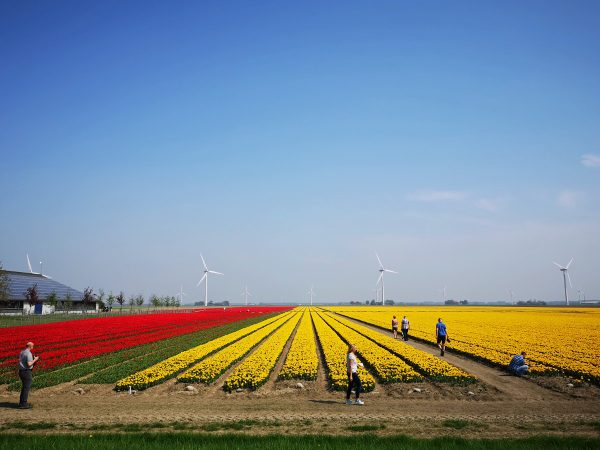 How to see tulips in the Netherlands away from all the tourist crowds!