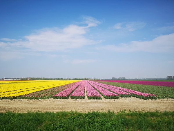 How to see tulips in the Netherlands away from all the tourist crowds!