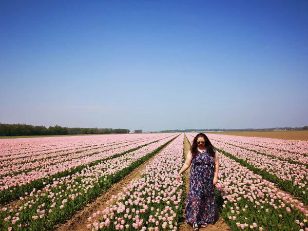 How to see tulips in the Netherlands away from all the tourist crowds!