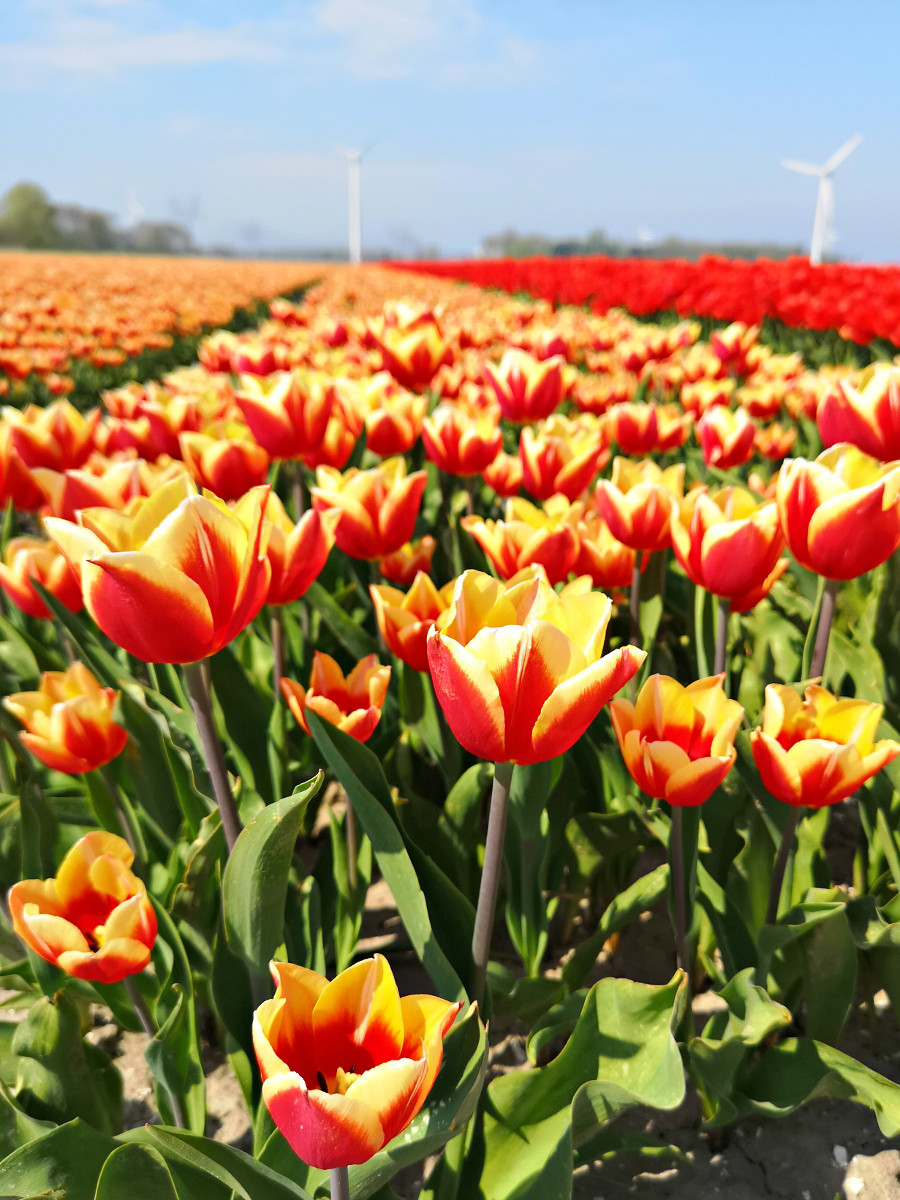 How to see tulips in the Netherlands away from all the tourist crowds!